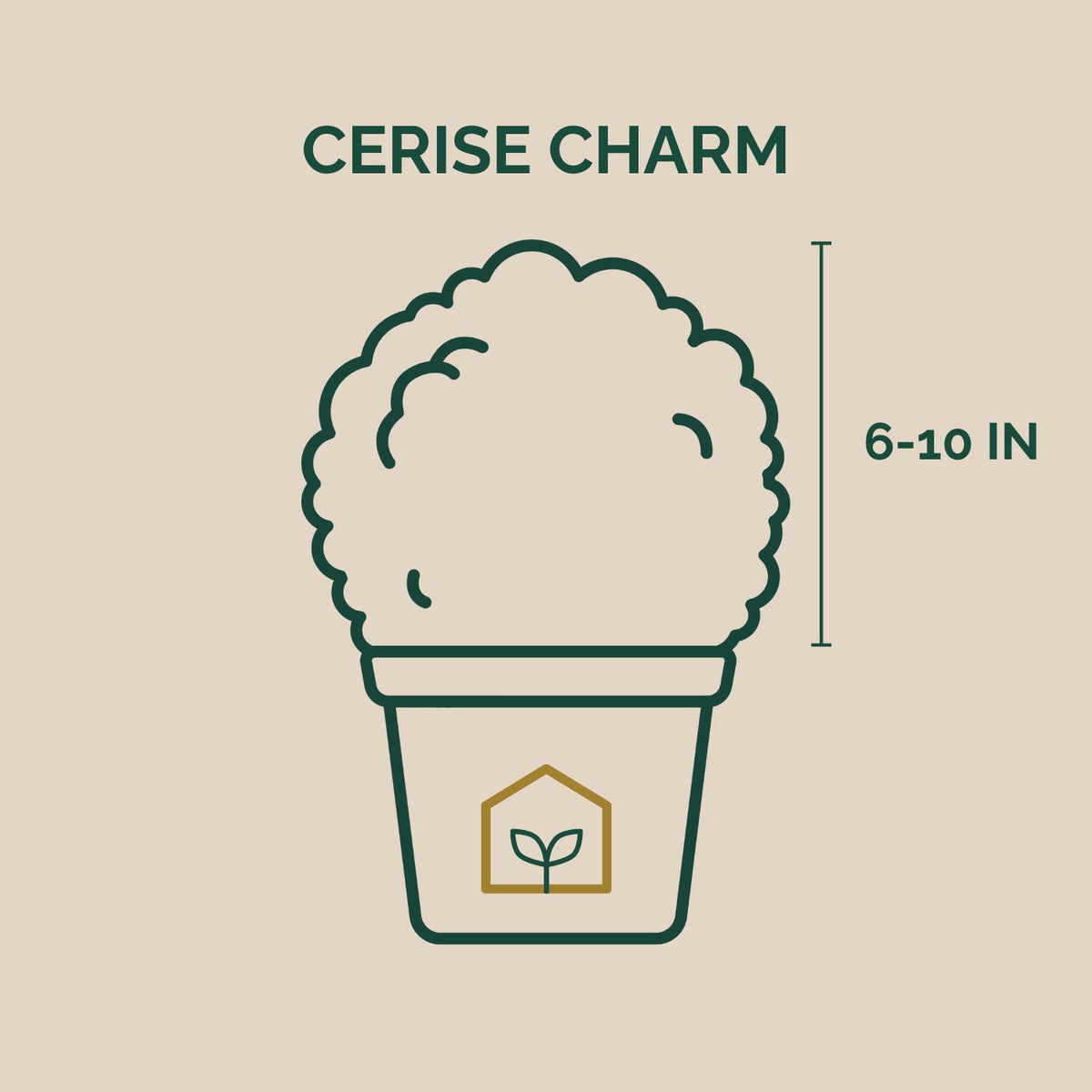 Cerise Charm™ Loropetalum