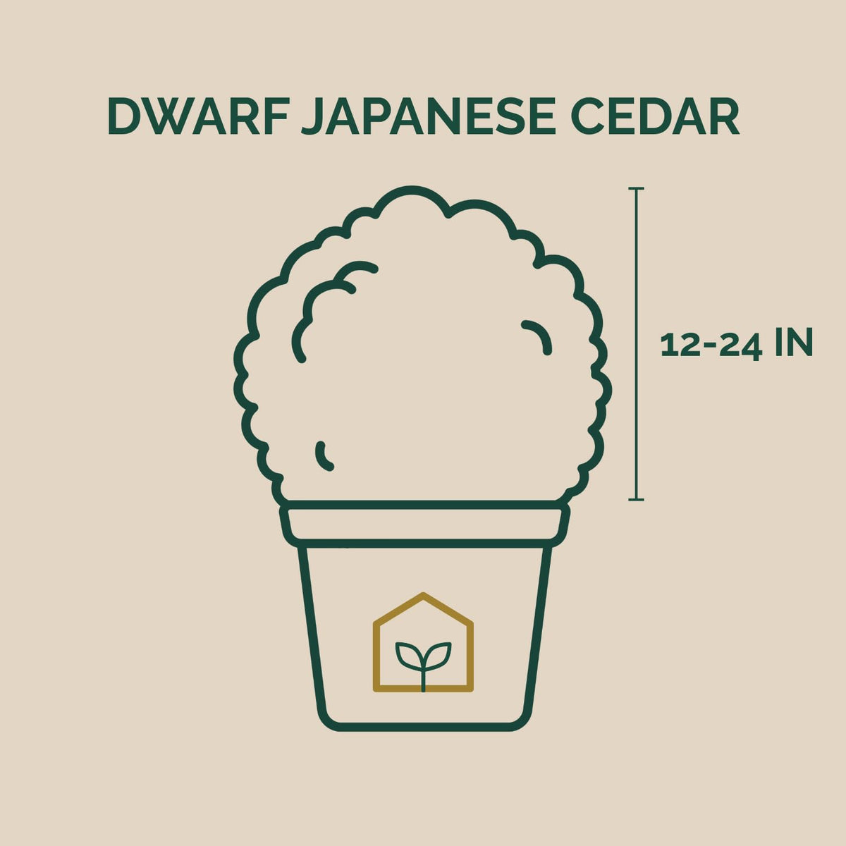 Dwarf Japanese Cedar 3-Gallon