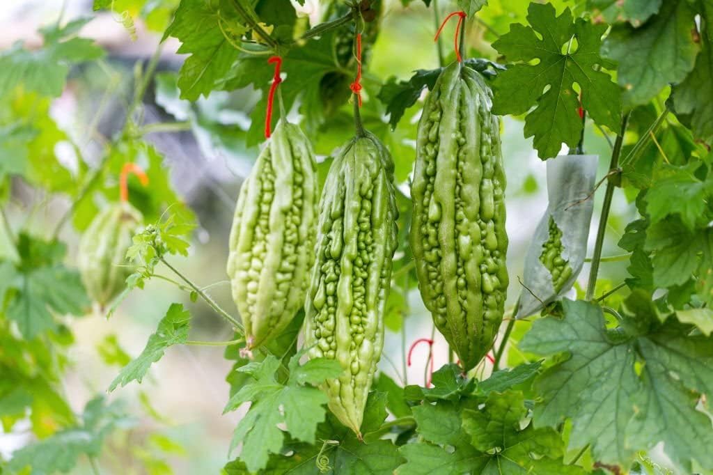 Indian Bitter Gourd Seeds for Planting, Easy to Grow Vegetable Seeds for Home Garden, Terrace Gardening, Balcony Planters, and Outdoor Cultivation (Pack of 40)