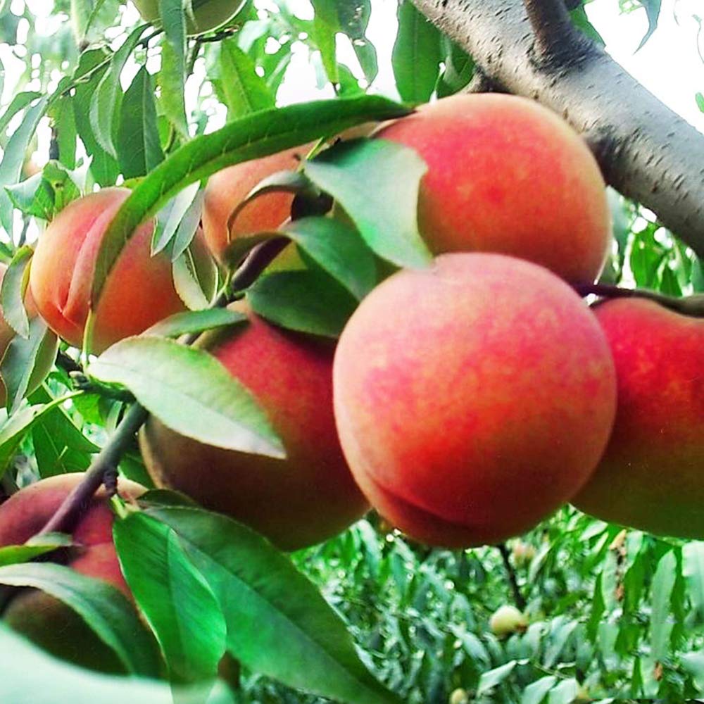 10 Seeds Dwarf Peach Fruit Tree Indoor/Outdoor