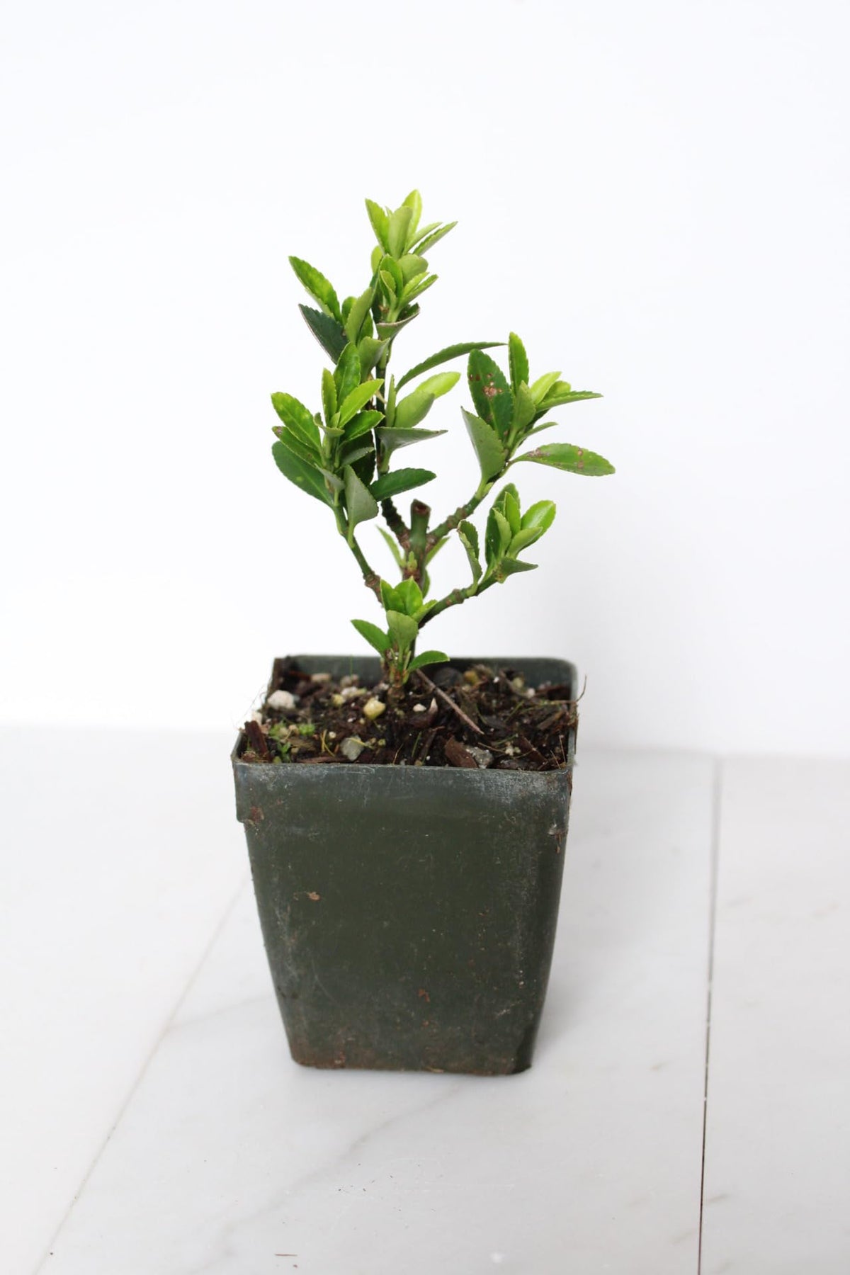 Live Bonsai Tree Starter Boxleaf Euonymus Plant, Japanese Spindle Tree, Indoor Outdoor Dwarf Shrub (Plastic Nursery Pot)