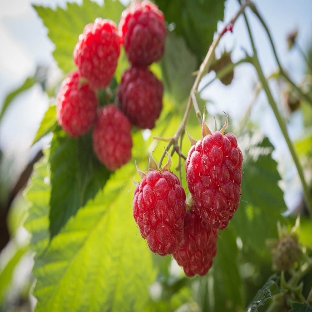 2 Heritage - Red Raspberry Plant - Everbearing - All Natural Grown - Ready for Fall Planting