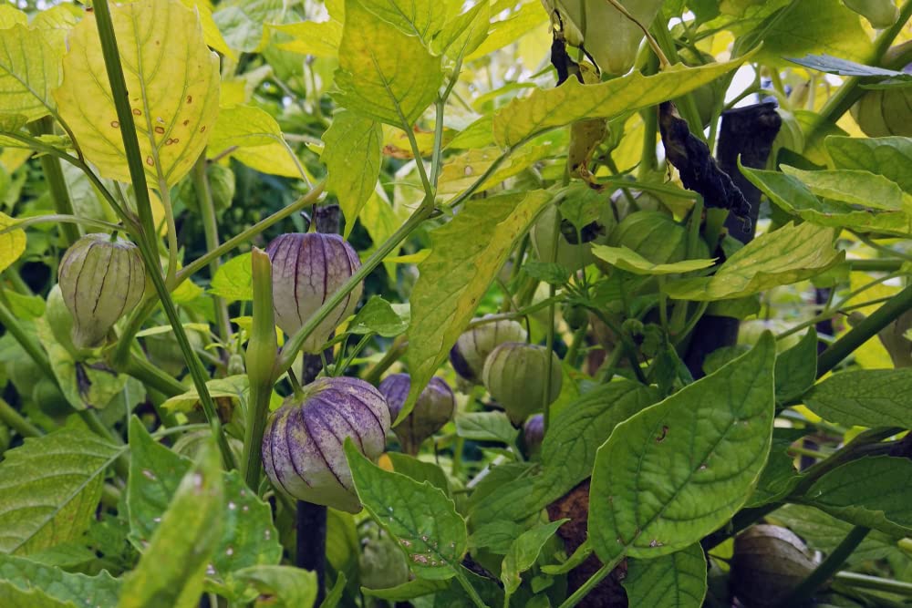 Purple Chinese Lantern Seeds for Planting - 50 Seeds - Exotic Garden Seeds