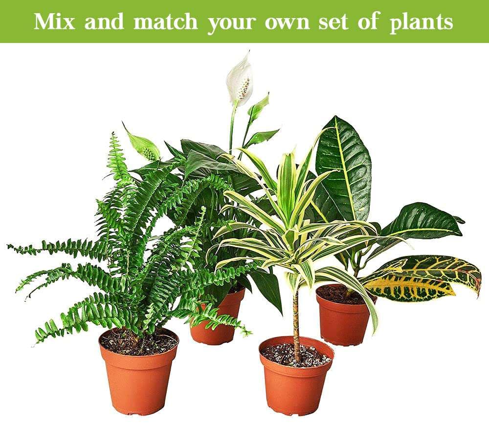 Calathea Purple Rose Live Plant for Indoor | Different Houseplants in 4'' & 6'' Pot | Real House Plant for Living Room, Office, Desk & Bathroom | Geoppertia Roseopicta