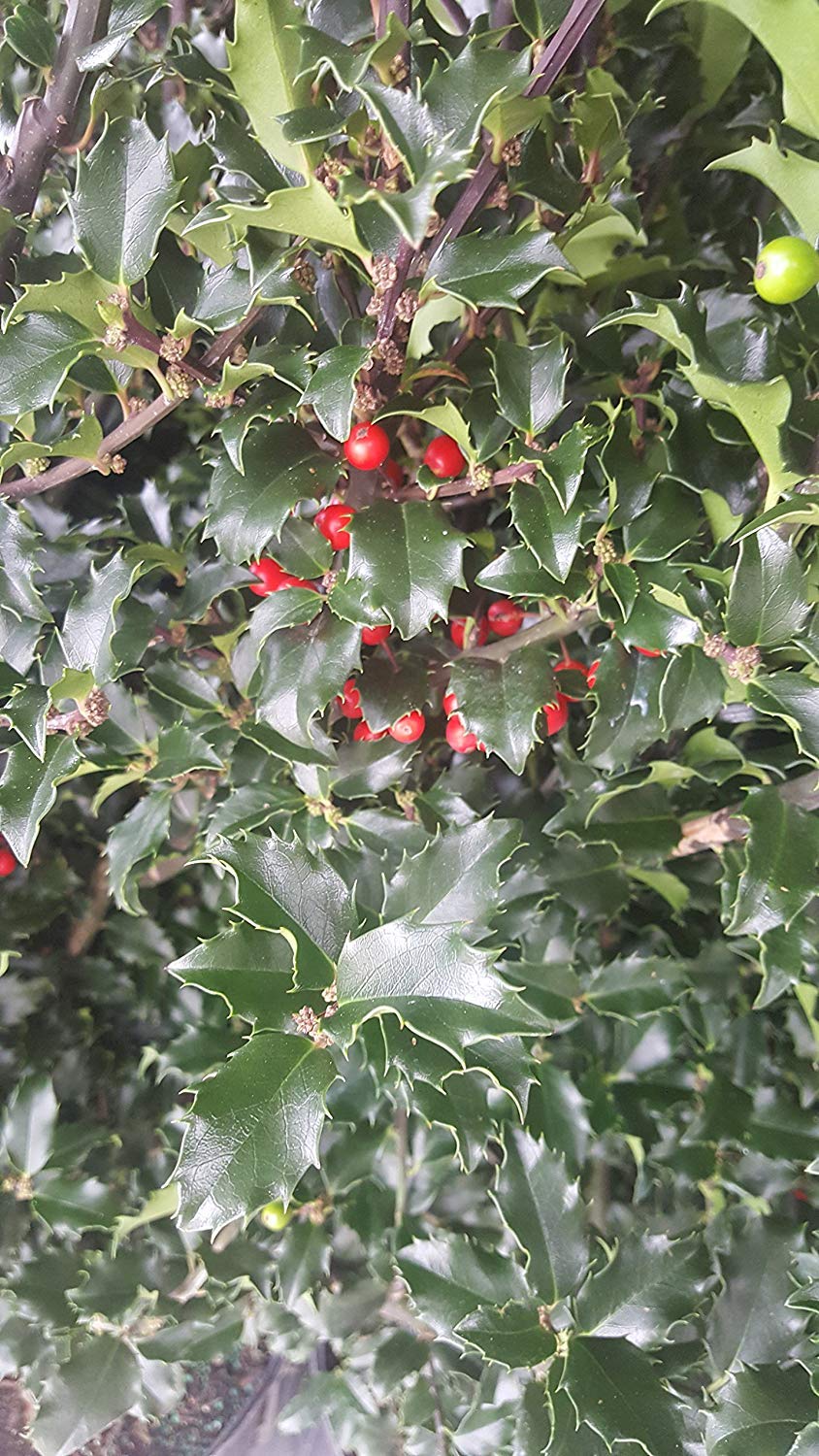 Ilex X meserveae 'Blue Princess' (Blue Holly) Evergreen, #2 - Size Container