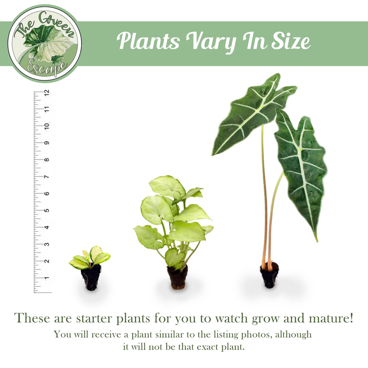 Variegated ZZ Starter Plant