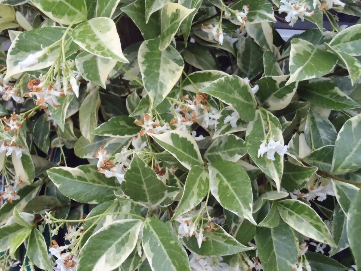 Live Plant - Variegated Confederate Jasmine Trachelospermum Jasminoides Rooted Starter Plant
