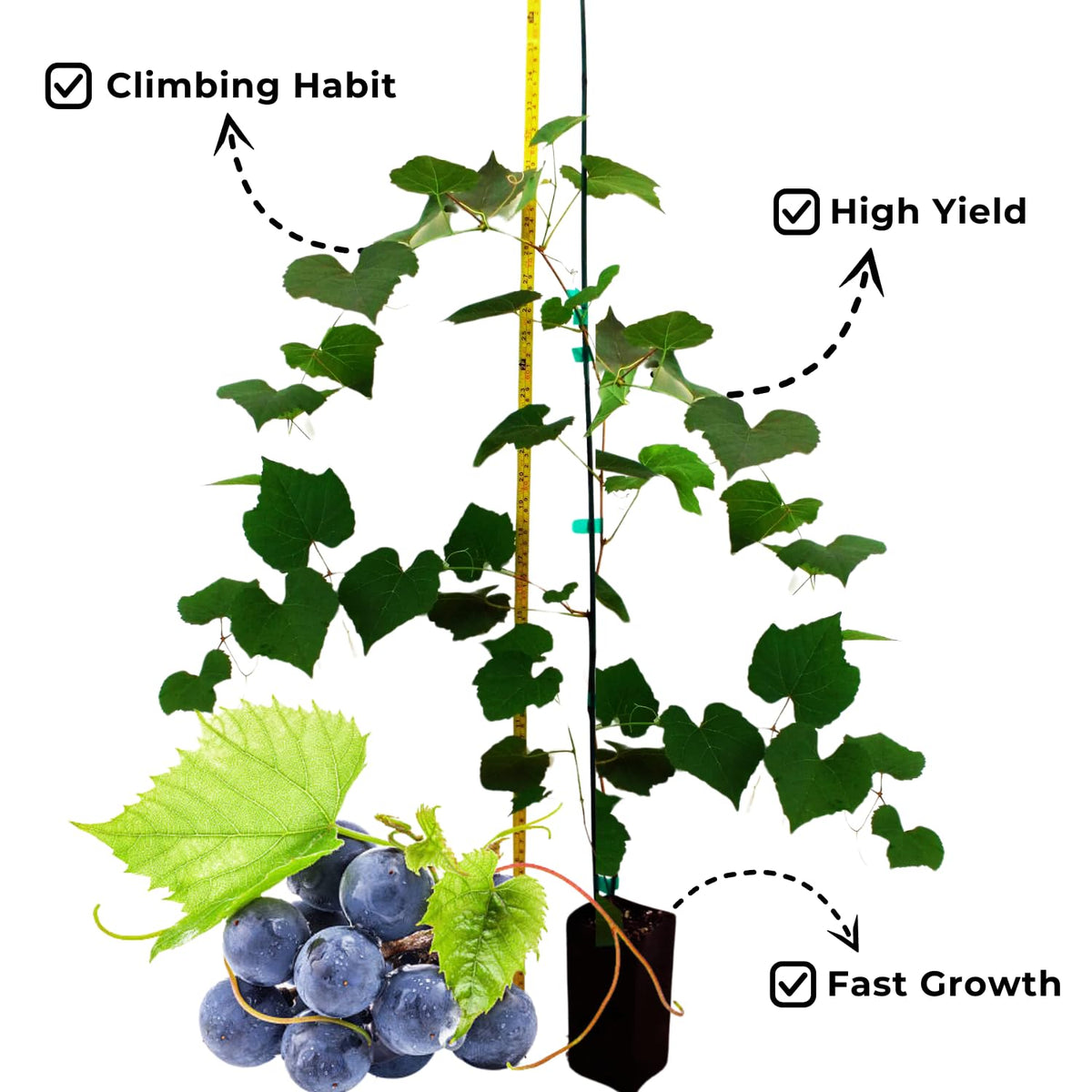Grape Vine Plant Live for Planting Outdoors, Grape Plant Live Grape Tree to Grow 1-2 Years Old Well-Rooted, Black Grape Fruit Tree Live Plant (Venus Grape)