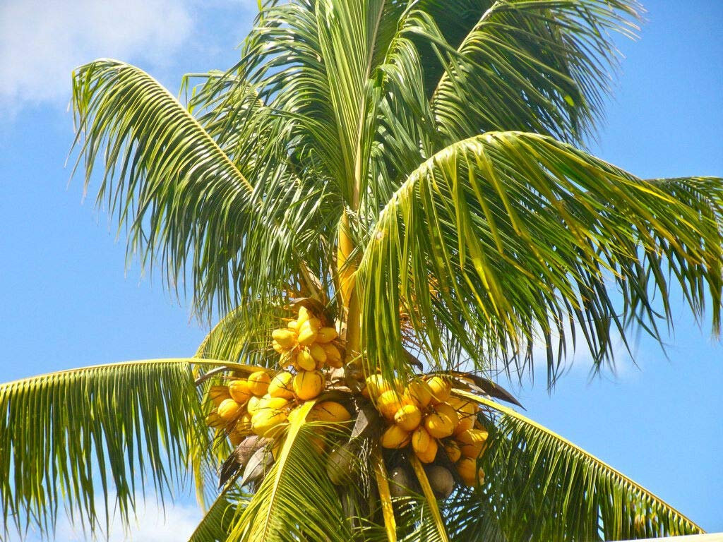 Cocos Nucifera Coconut (Yellow) (TJ) Exotic Plant Palm Tree Ready to Pot, 1 Live Seed