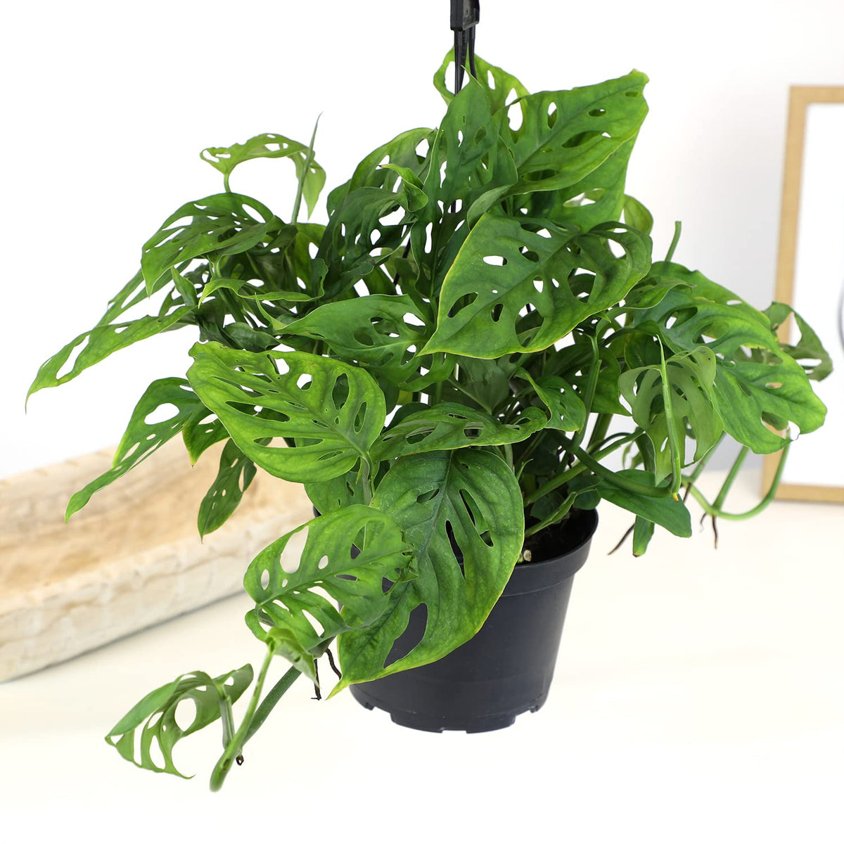 6" Swiss Cheese Plant Monstera Adansonii Live Plant Hanging Basket, Swiss Cheese Monstera Plant Live House Plants Indoors Live Plants Indoor Plants Live Houseplants Live Indoor by Plants for Pets