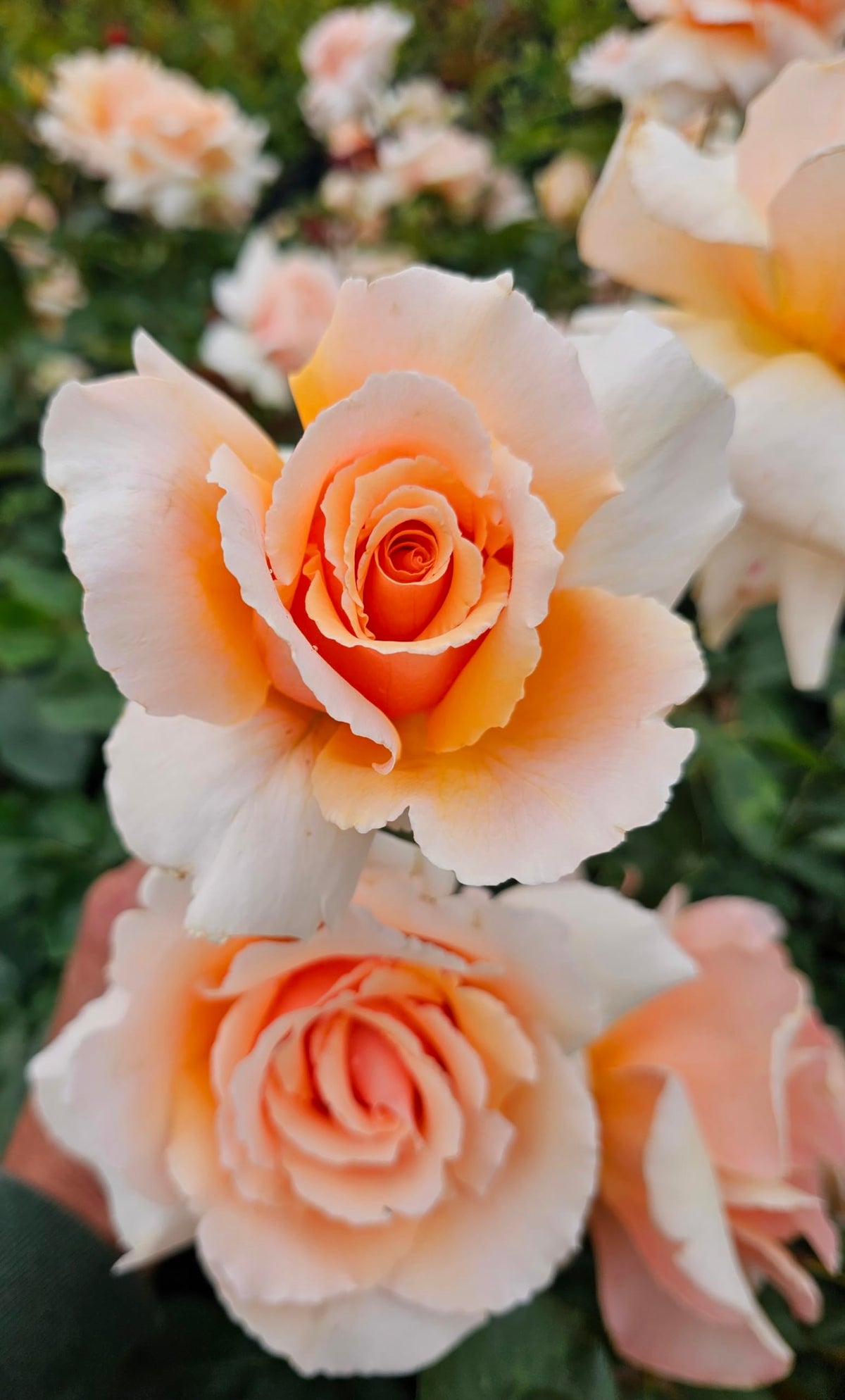 Just Joey Apricot Rose Bush, Rose Bushes Ready to Plant, 2 Quart Pot, Plant Gifts, Roses Live Plants (Apricot - Just Joey Rose)