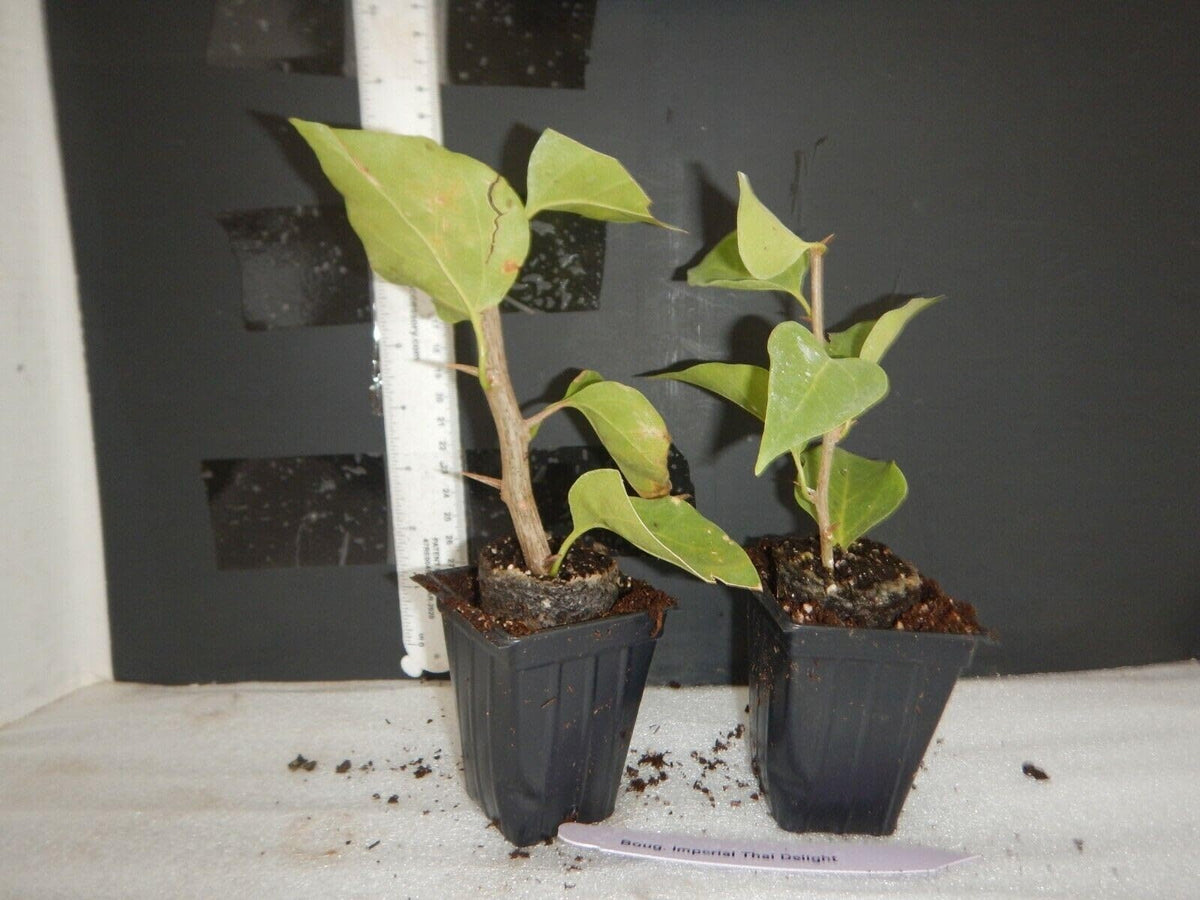Live Plant - Sundown Orange Bougainvillea Small Well Rooted Starter Plant