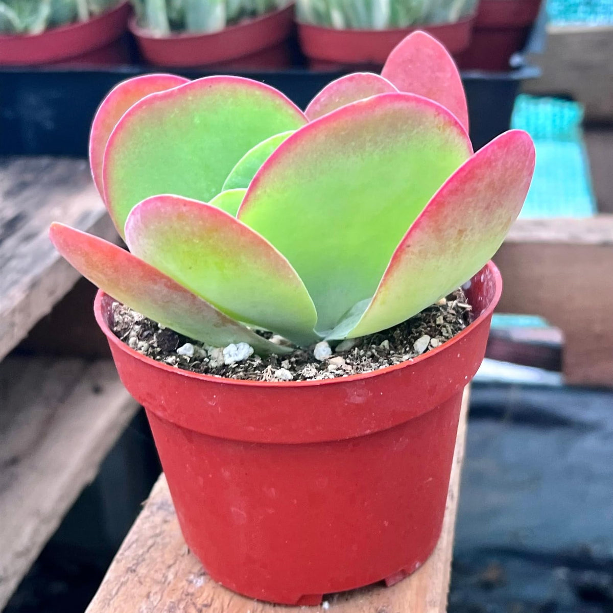 Flapjack Live Plant | Paddle Plant Succulent House Plants | Kalanchoe Succulents Cuttings Gifts | Outdoor Garden Houseplants Home Decor (Heat Pack Included)