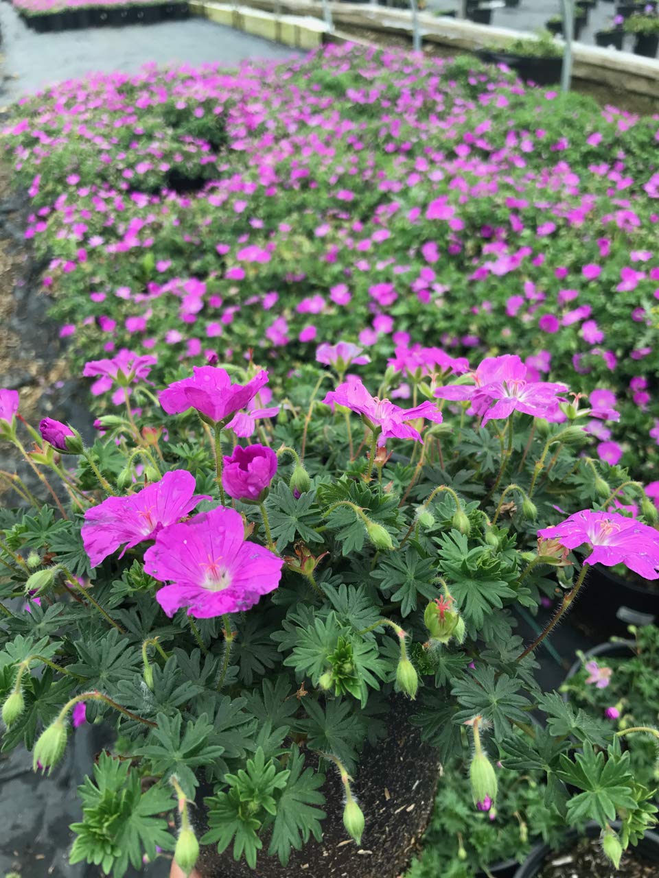 Geranium 'Max Frei' (Cranesbill) Perennial, pink flowers, 1 - Size Container