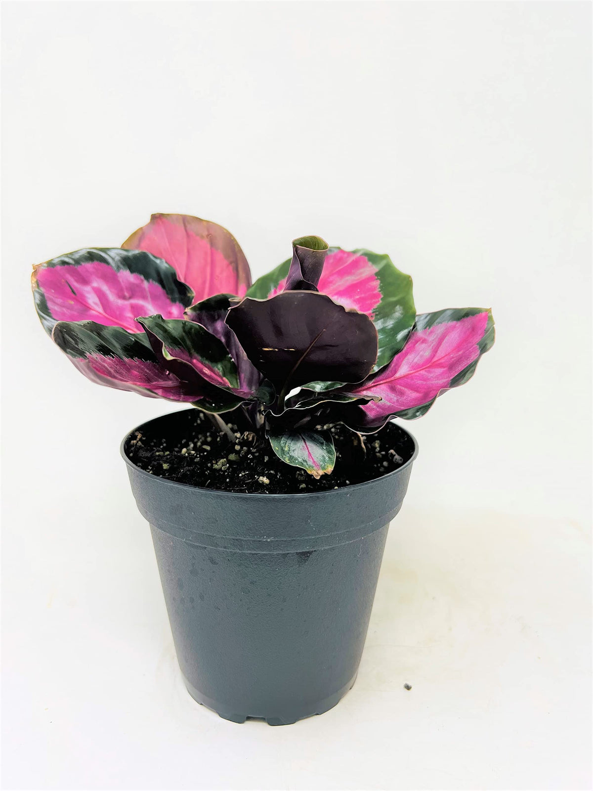 JM BAMBOO Calathea Roseopicta Rosy 4inch Growing Pot -by JMBamboo