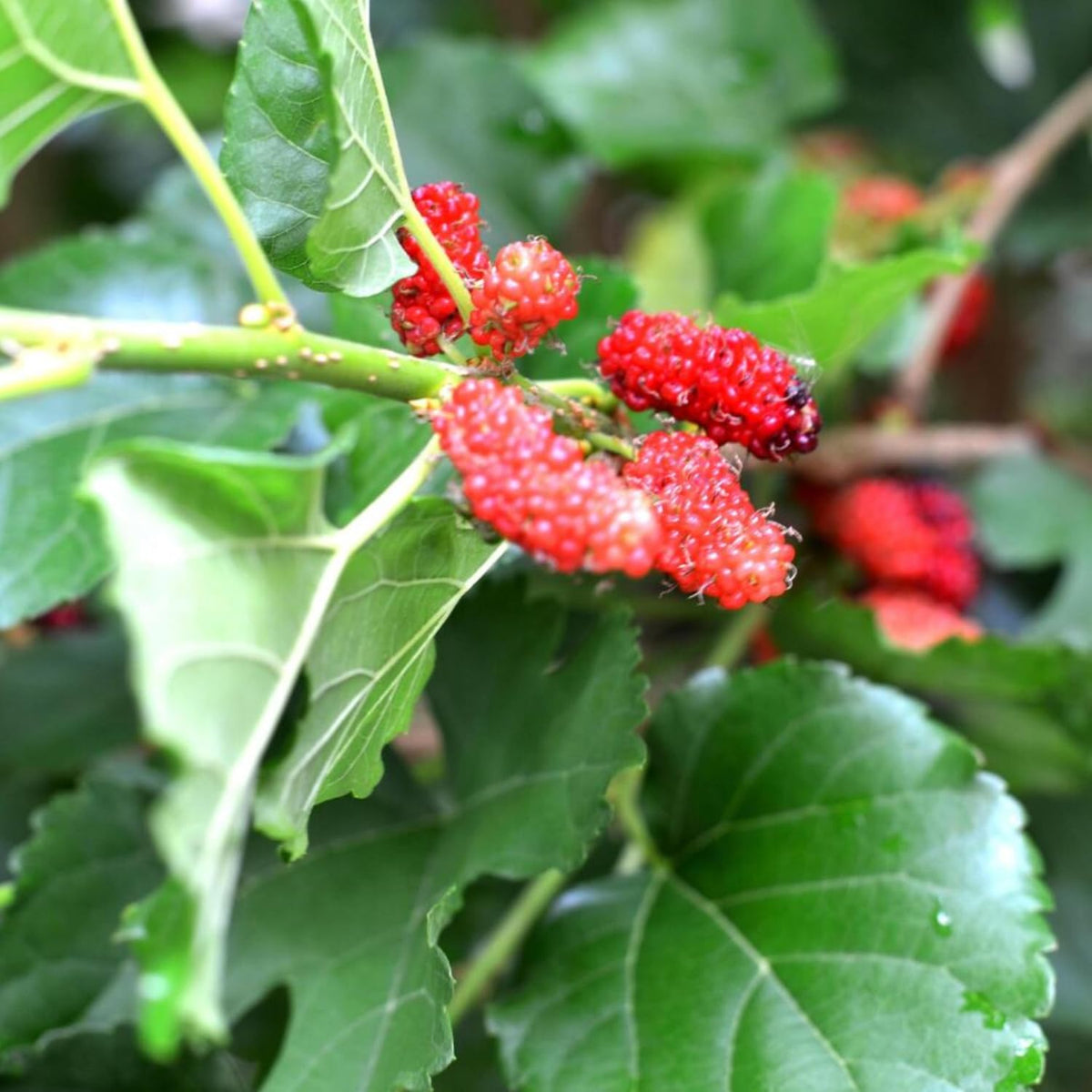 2 Red Mulberry Plants Live, 5-9 Inch Tall, Mulberry Fruit Trees Live Plants, Mulberry Seedlings