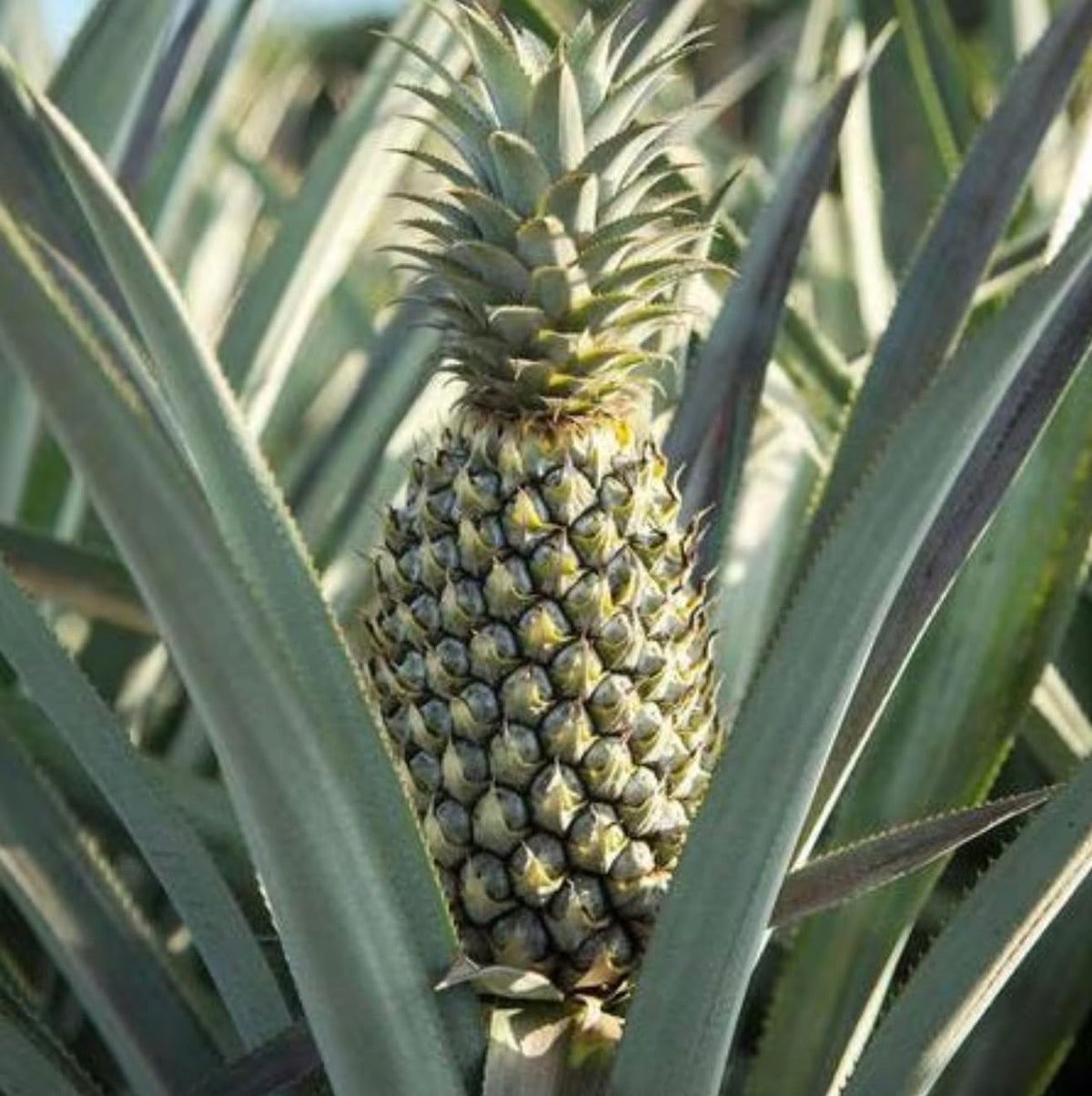 Live Elite Gold Pineapple Pineapple Plant (Ananas comosus) - (Pack of 2) - 4-6 Inches Tall - Ideal for Gardens and Containers - Sweet, Juicy Pineapple Fruit - Easy Grow, Ready for Planting