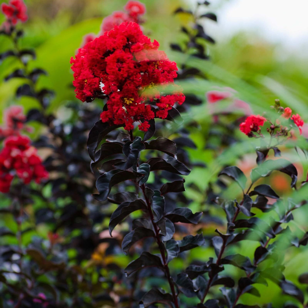 Live Plant - Ruby Thunderstruck Crape Myrtle Starter Lagerstroemia Rooted Starter Plant