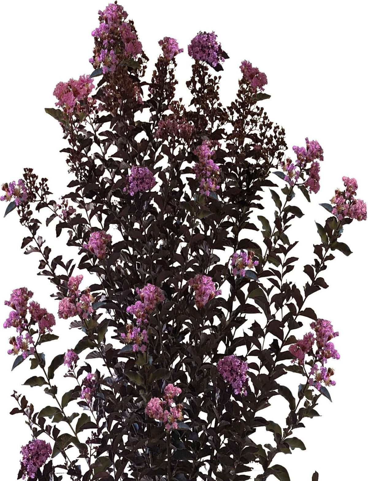 Live Plant - Lavender Skies Thunderstruck Crape Myrtle Starter Lagerstroemia Starter Plant