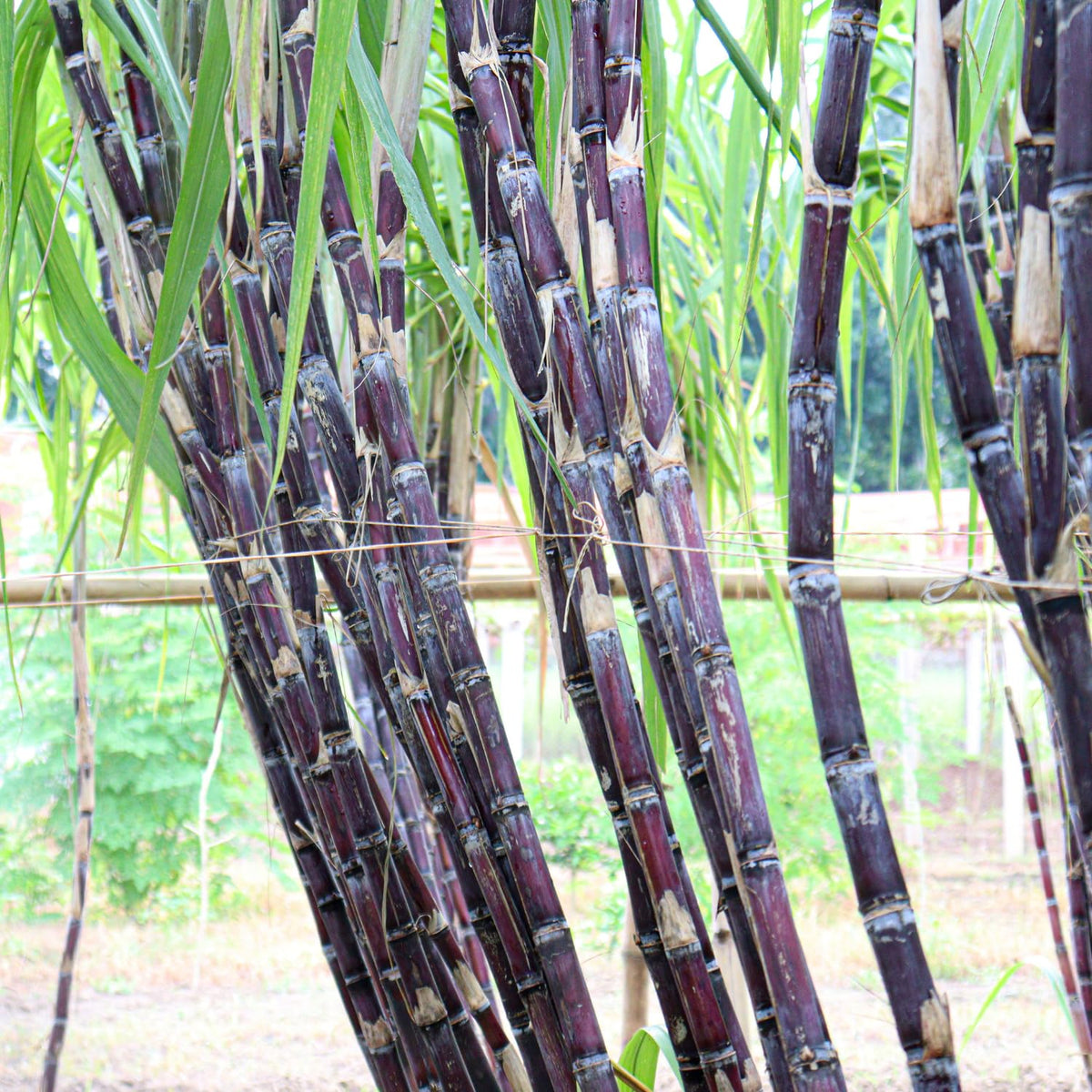 30 Purple Sugarcane Cuttings, Fresh Sugar Cane Stalk Cuttings with 2-3 Nodes for Planting, Fast Growing Tropical Garden Plant, No Ship to CA
