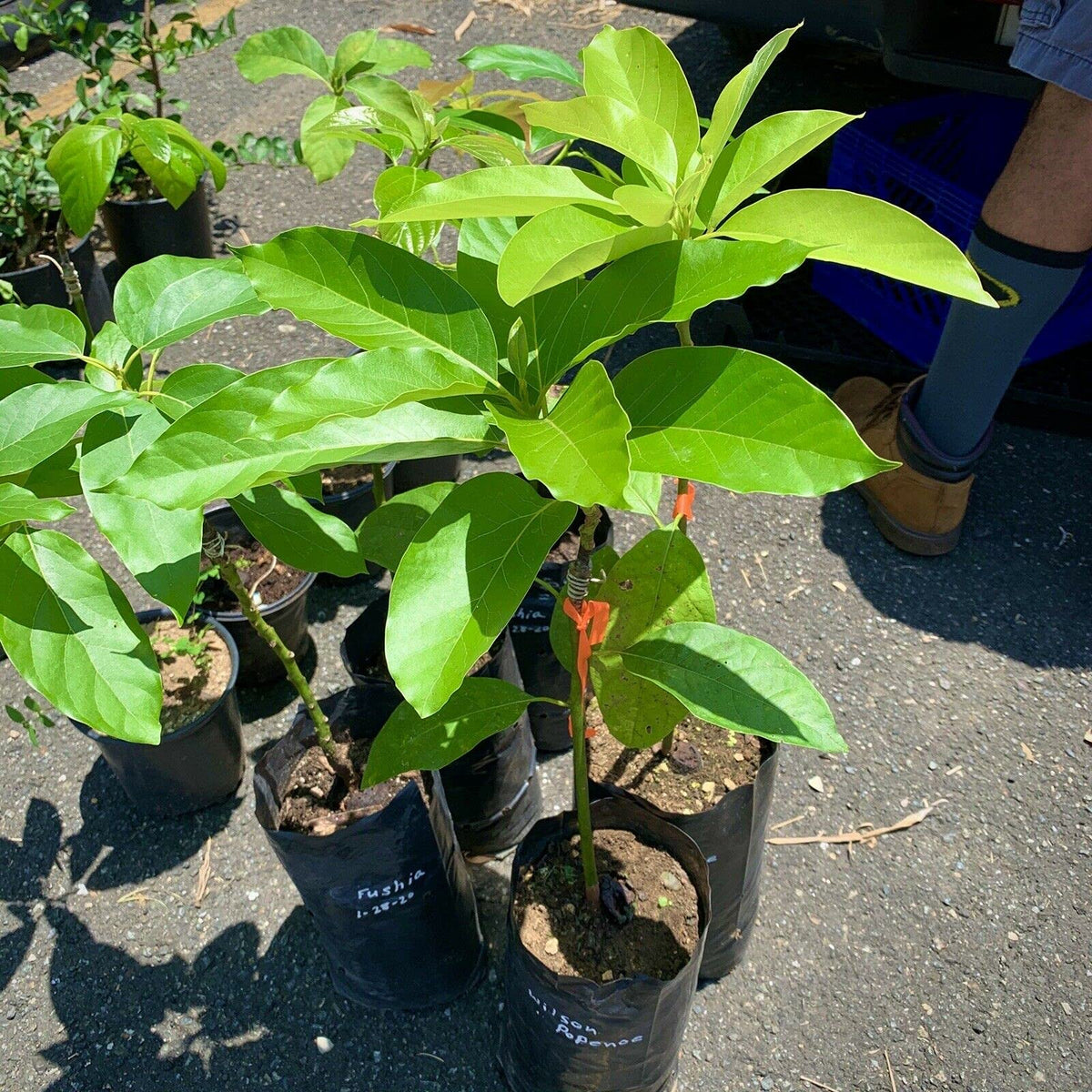 Grafted HASS Avocado Tree - Live Big Fruit Tree 12"-24" Tropical Plantae
