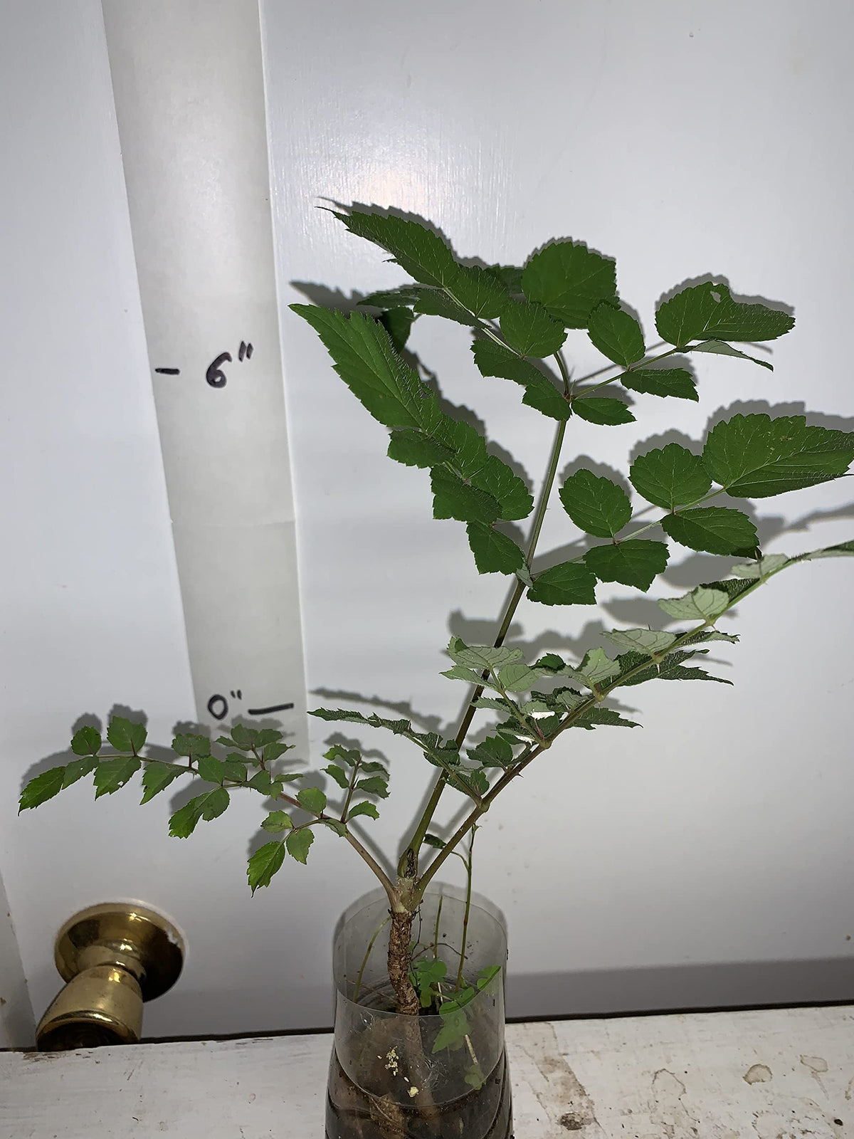 4-6" Tall Aralia spinosa Rare Exotic Hardy Small Starter Tree - 1 Plant Devil's WALKINGSTICK