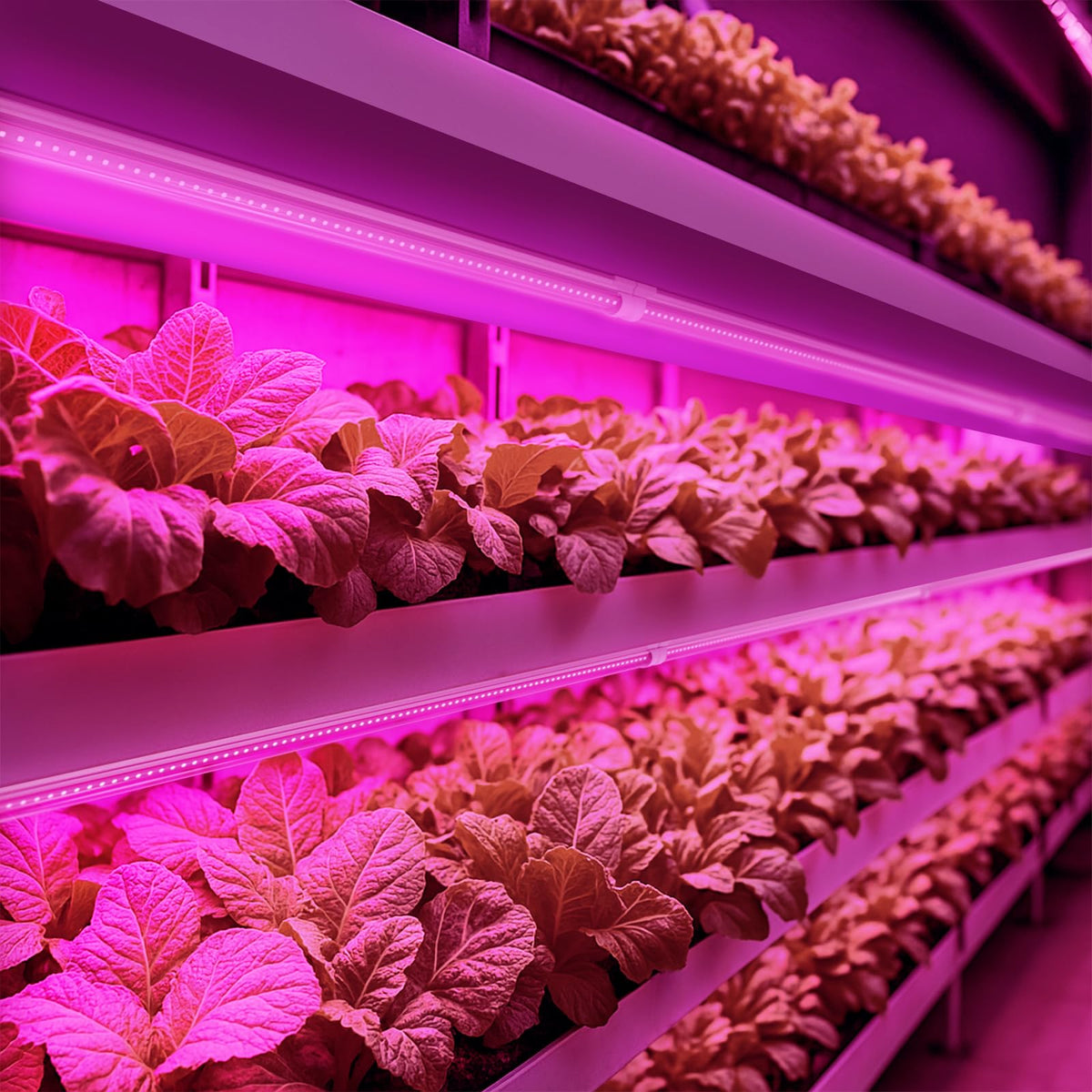 Barrina LED Grow Light, 252W(6 x 42W) 4ft T8, Full Spectrum, V-Shape with Reflector, Linkable Design, Plant Lights for Indoor Plants, 6-Pack