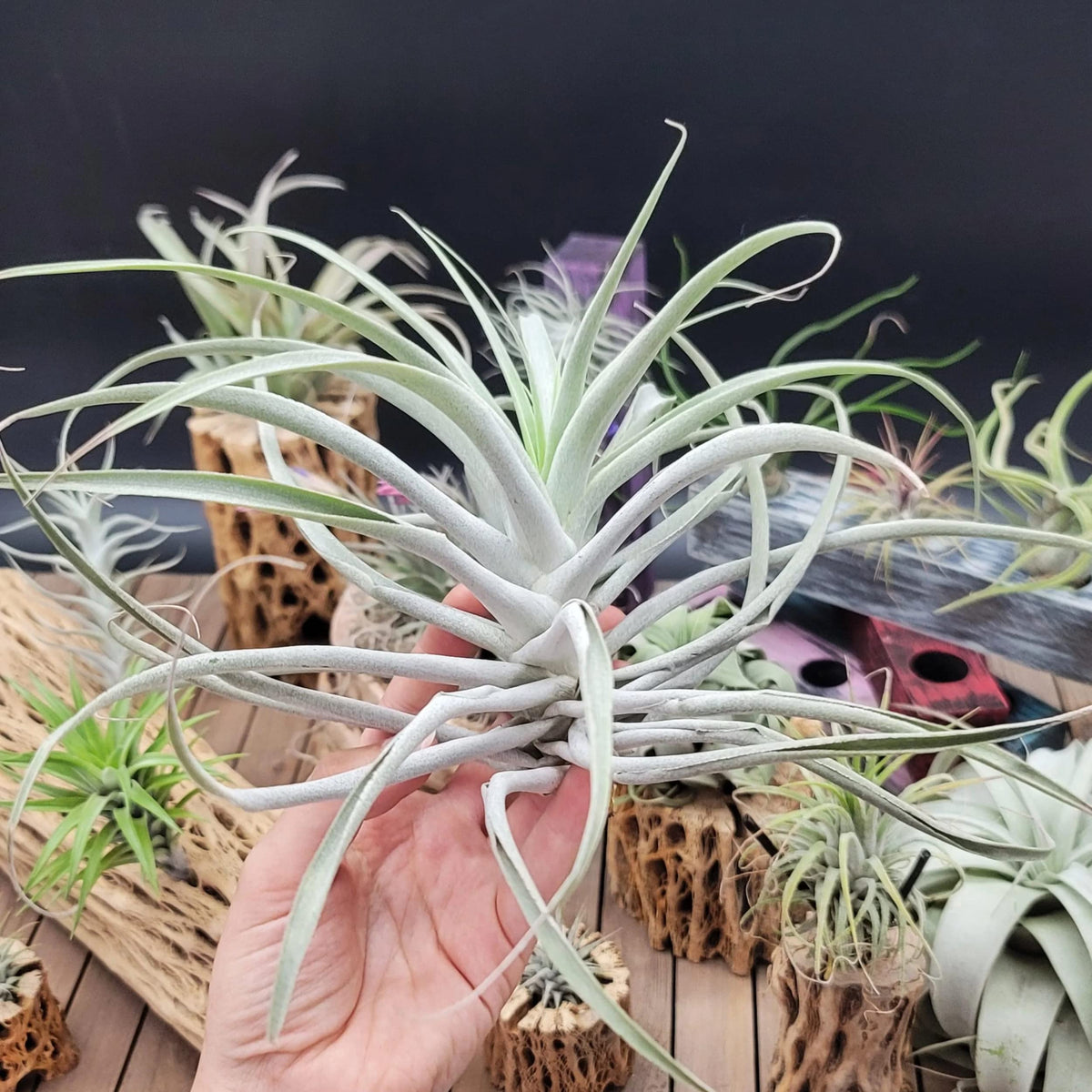 Tillandsia Cacticola Large