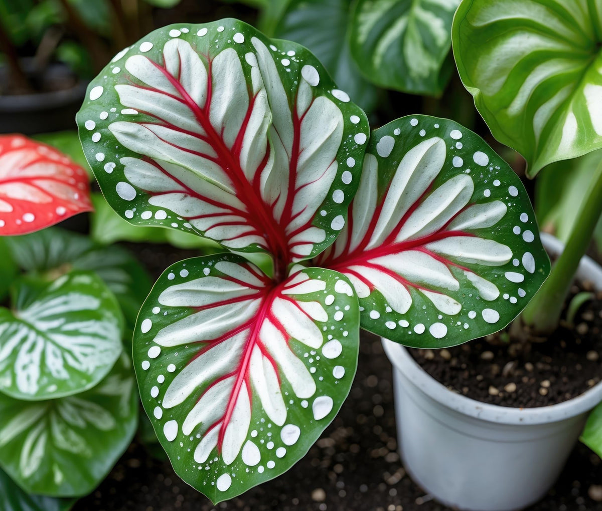 John Curran Caladium Bulbs for Planting - Perennial Hosta, Elephant Ears, Fancy (6 Bulbs)