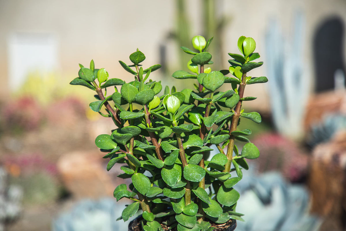 Succulents Plants Live Indoor Plants, Portulacaria Mammoth Live Houseplants, Live Succulents Live Plants Indoor Succulent Plants, Indoor Plant Real Succulents Plants House Plants by Plants for Pets