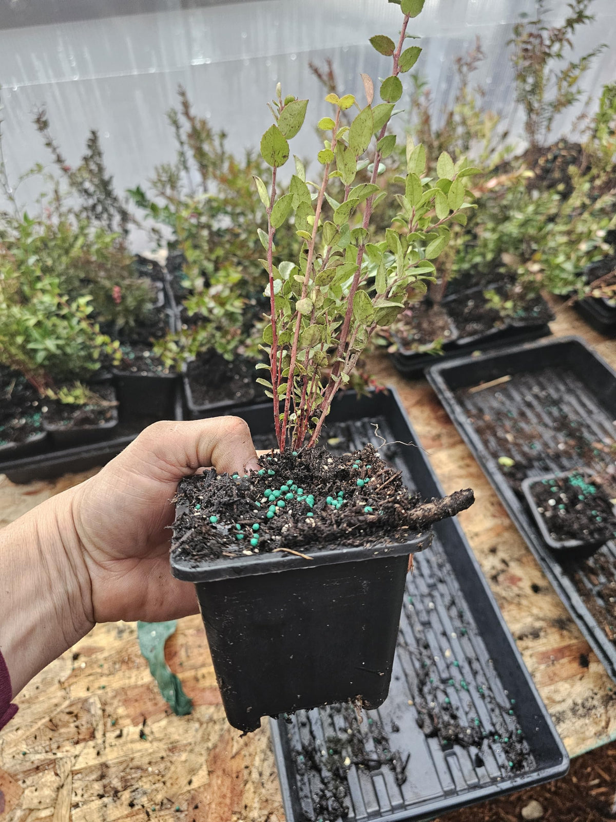 4pack Medium Live Wild Huckleberry Plants, 4" pots