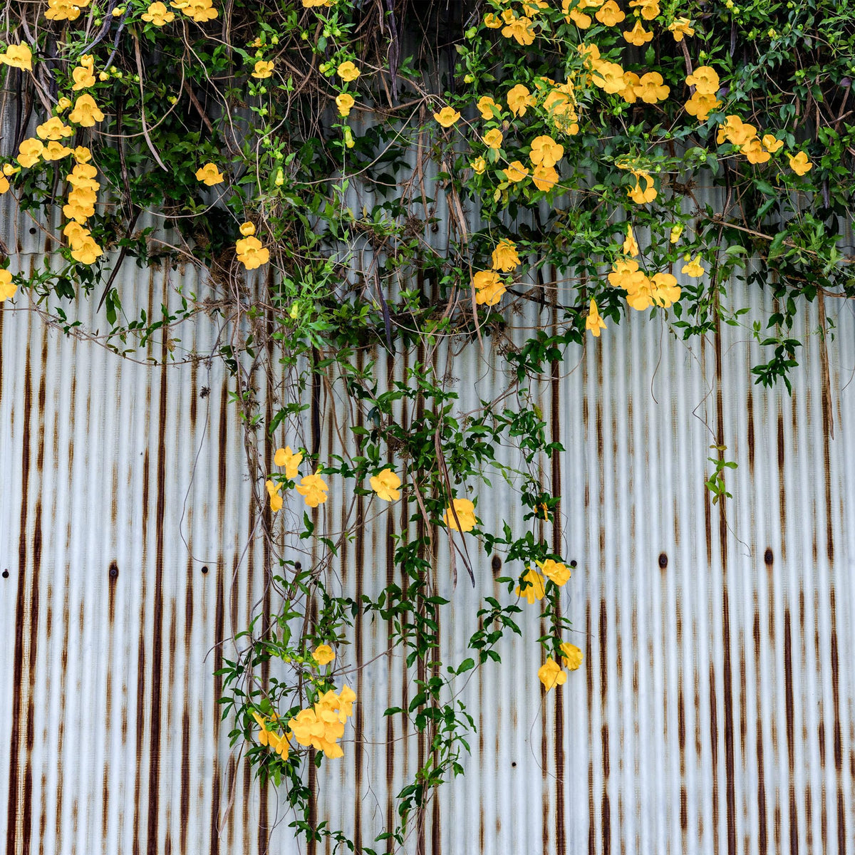 Perfect Plants Yellow Carolina Jessamine 1 Gallon | Live Shrub for Gardens | Fragrant Spring Blooms