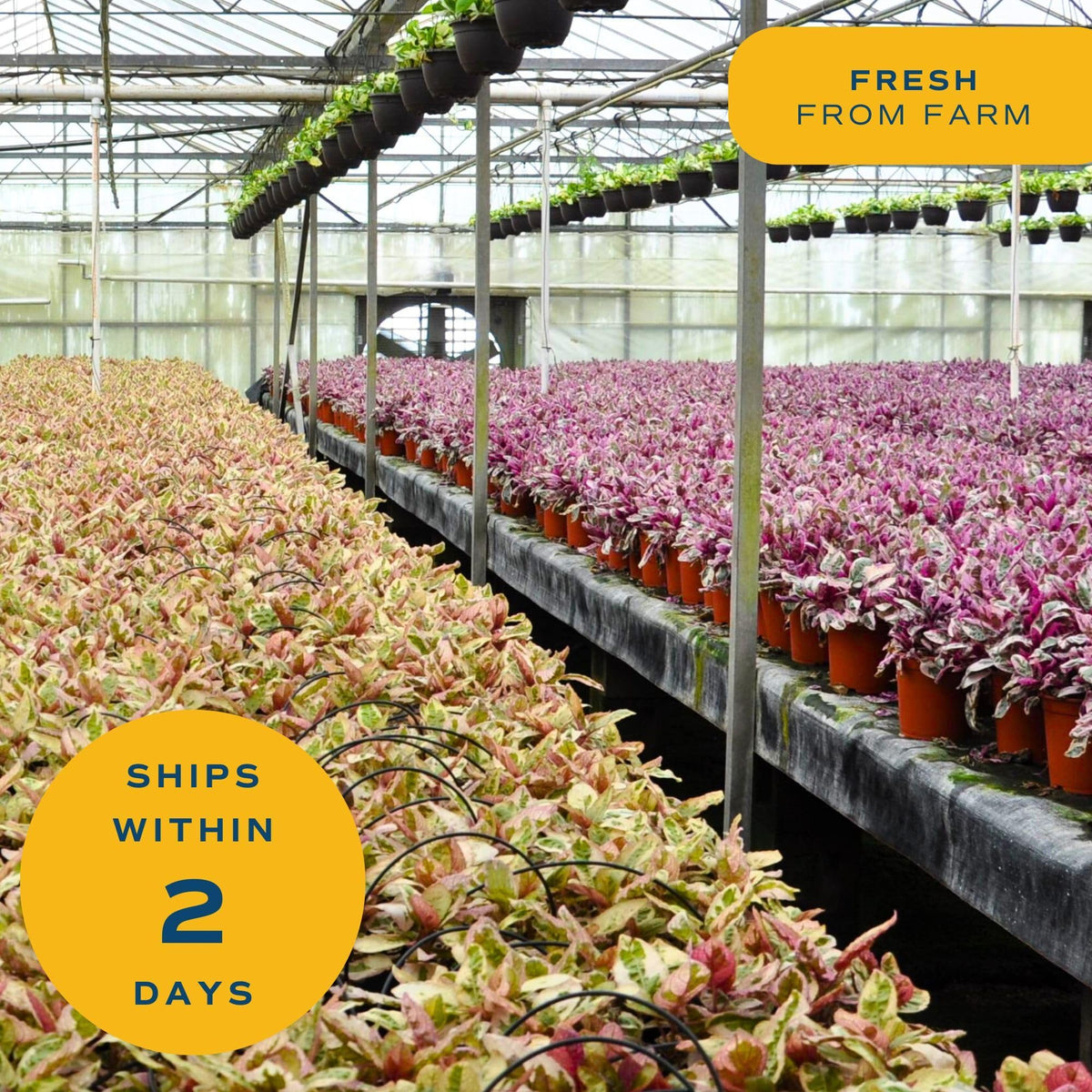 Costa Farms Chinese Evergreen, Aglaonema Easy To Grow Live Indoor Plant in Premium Décor Planter Pot, Houseplant in Potting Soil Mix, Housewarming, Unique Home Décor or Room Decor, 2-3 Feet Tall