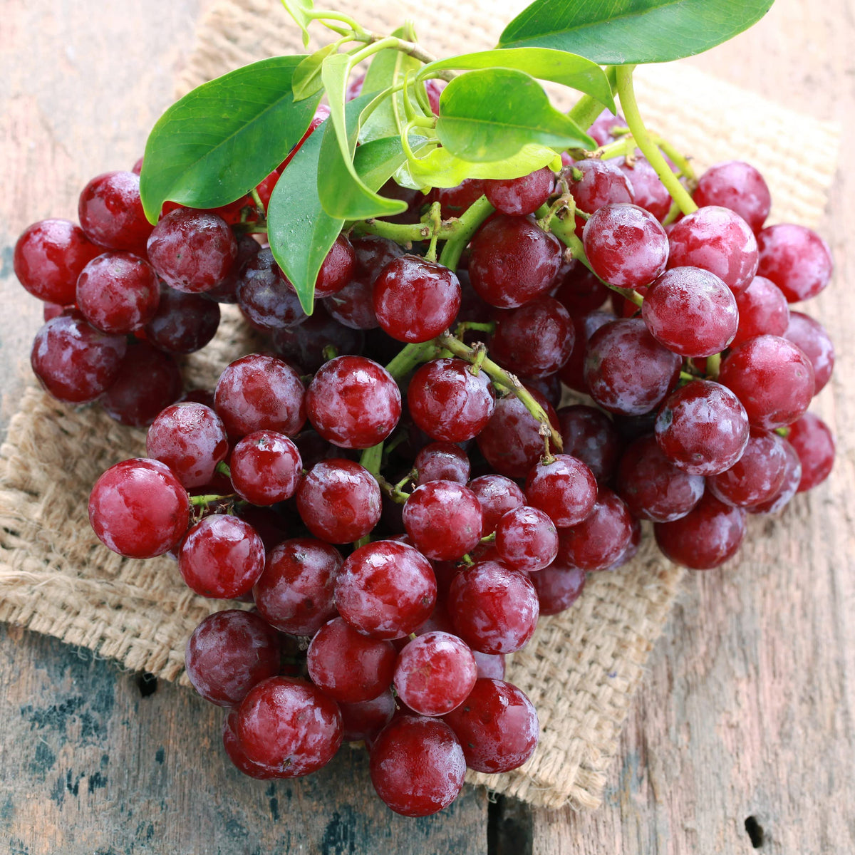 Garden State Bulb Red Suffolk Seedless Grape, Bare Root, Non-GMO, Spring Planting (Bag of 1)