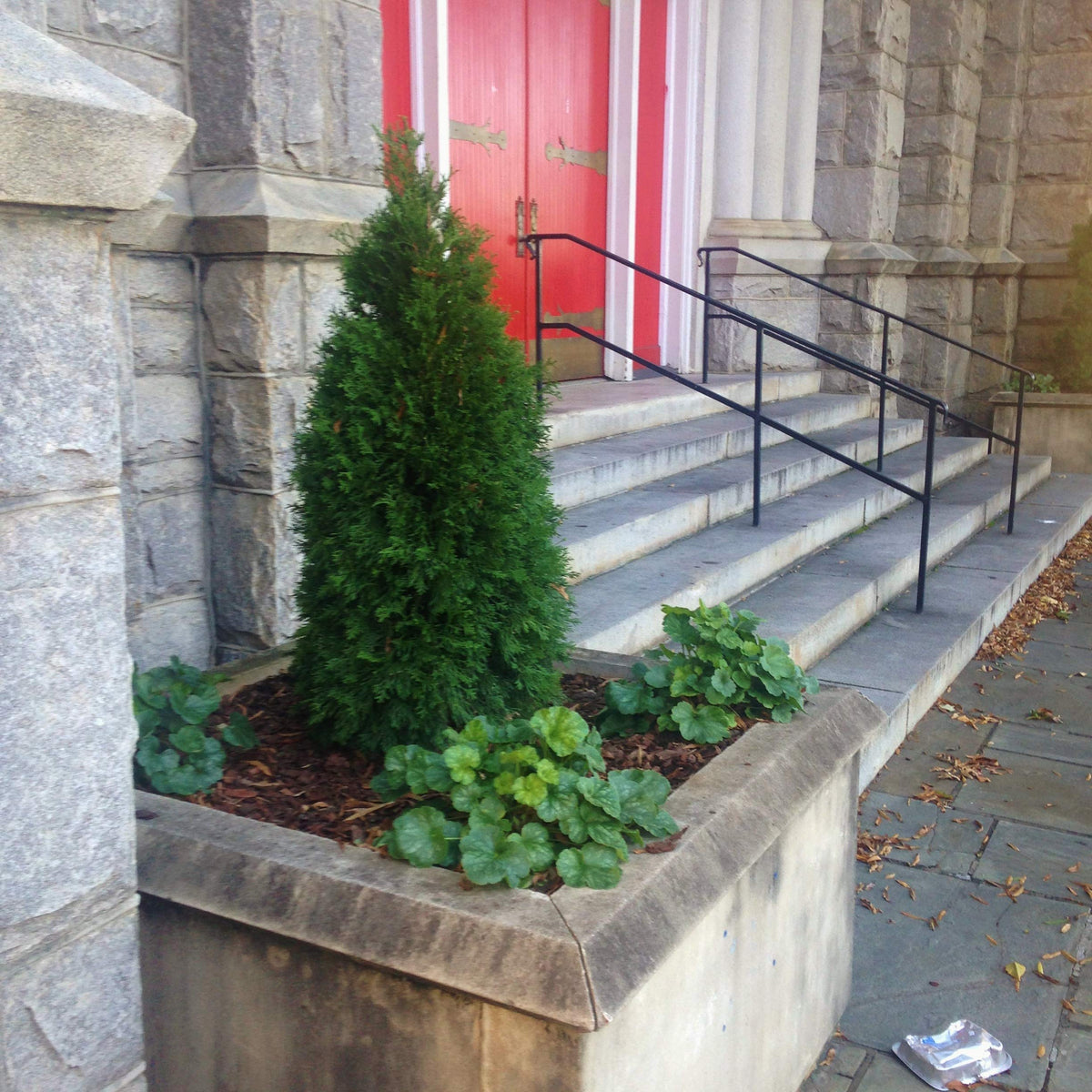 Emerald Green Arborvitae (2.5 Quart) Evergreen Shrub/Tree with Green Foliage - Full Sun to Part Shade Live Outdoor Plant
