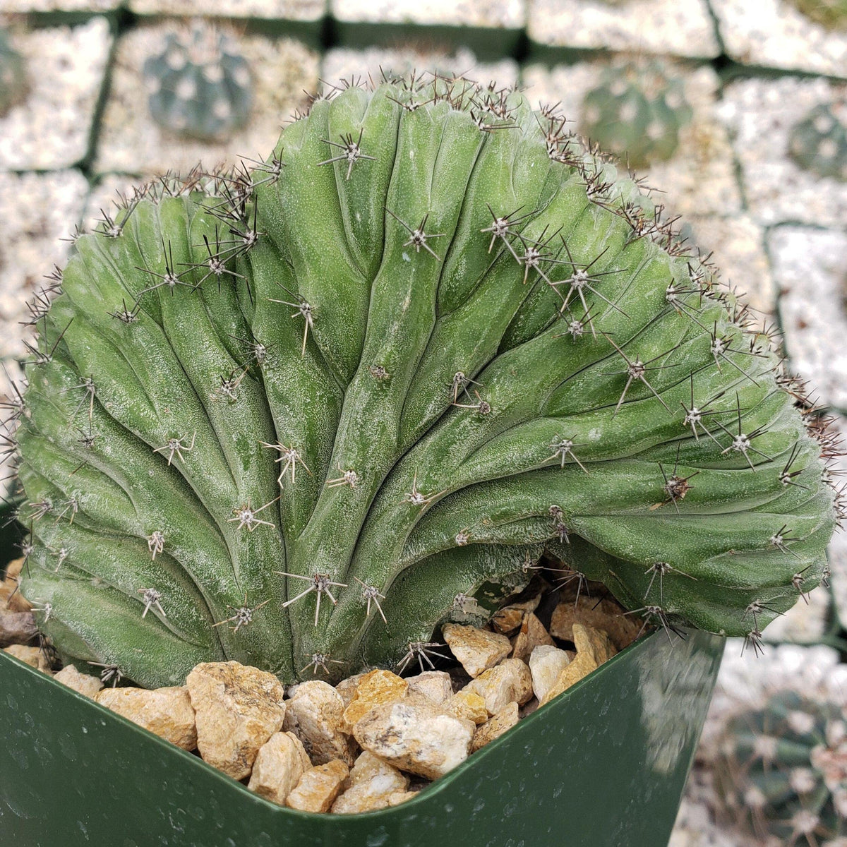polaskia chichipe crestata Cacti Cactus Succulent Real Live Plant
