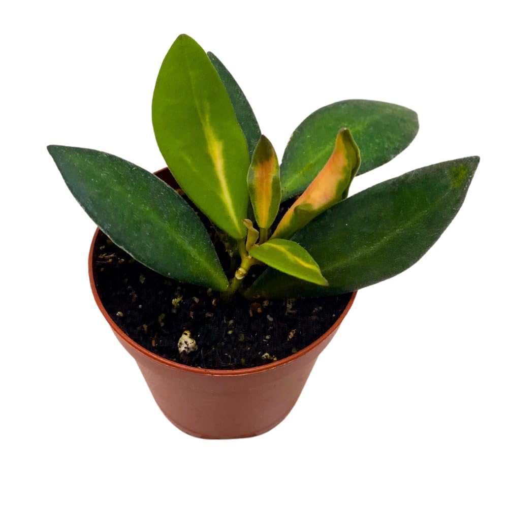 BubbleBlooms Hoya Ds-70 Variegated burtoniae in a 2 inch Pot Tiny Mini Pixie Plant