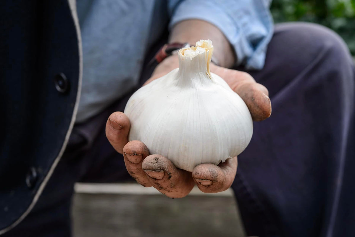 Premium Live Giant Elephant Ear Garlic Bulb by Greenhouse PCA | Each Bulb Contains Multiple Cloves for Planting or Cooking.