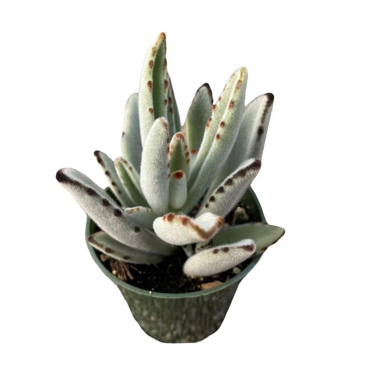 FOLIAGEMS Live Succulent Cactus Plants from USKC (4" Pot Kalanchoe Tomentosa Panda)