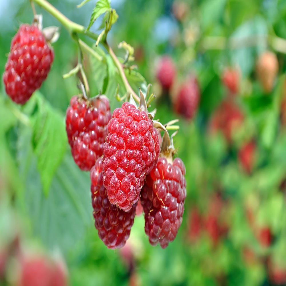 Joan J Raspberry - 5 Red Raspberry Plants - Everbearing - Organic Grown -