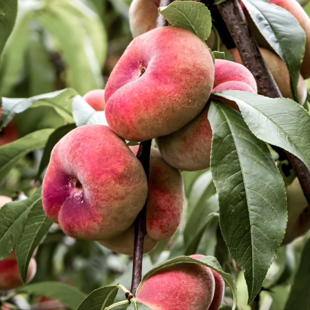Donut Peach Fruit Tree | Large Live Seedling Plant 30-36 Inches in 3 Gallon Pot | Hardy Sweet Flat Peach Fruit Tree, Ready to Bear Fruits | No Ship to CA,HI,AK