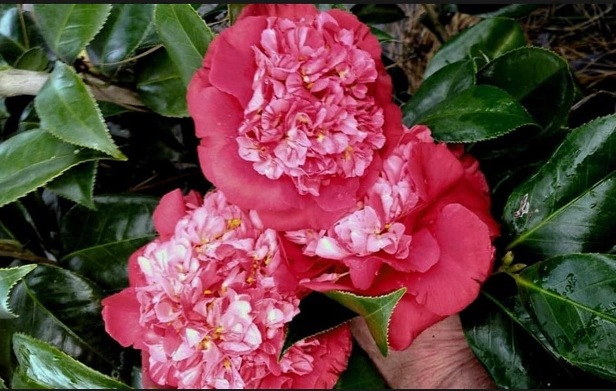 Live Plant - Laura Walkercamellia Japonica-Live Starter Plant