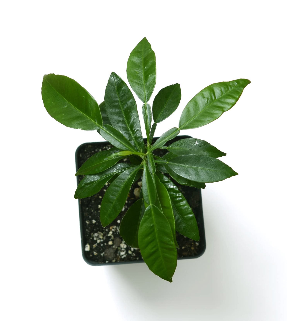 Gerald Winters and Son Yuzu Citrus Tree - XL. Junos. 5'' 8'' Green