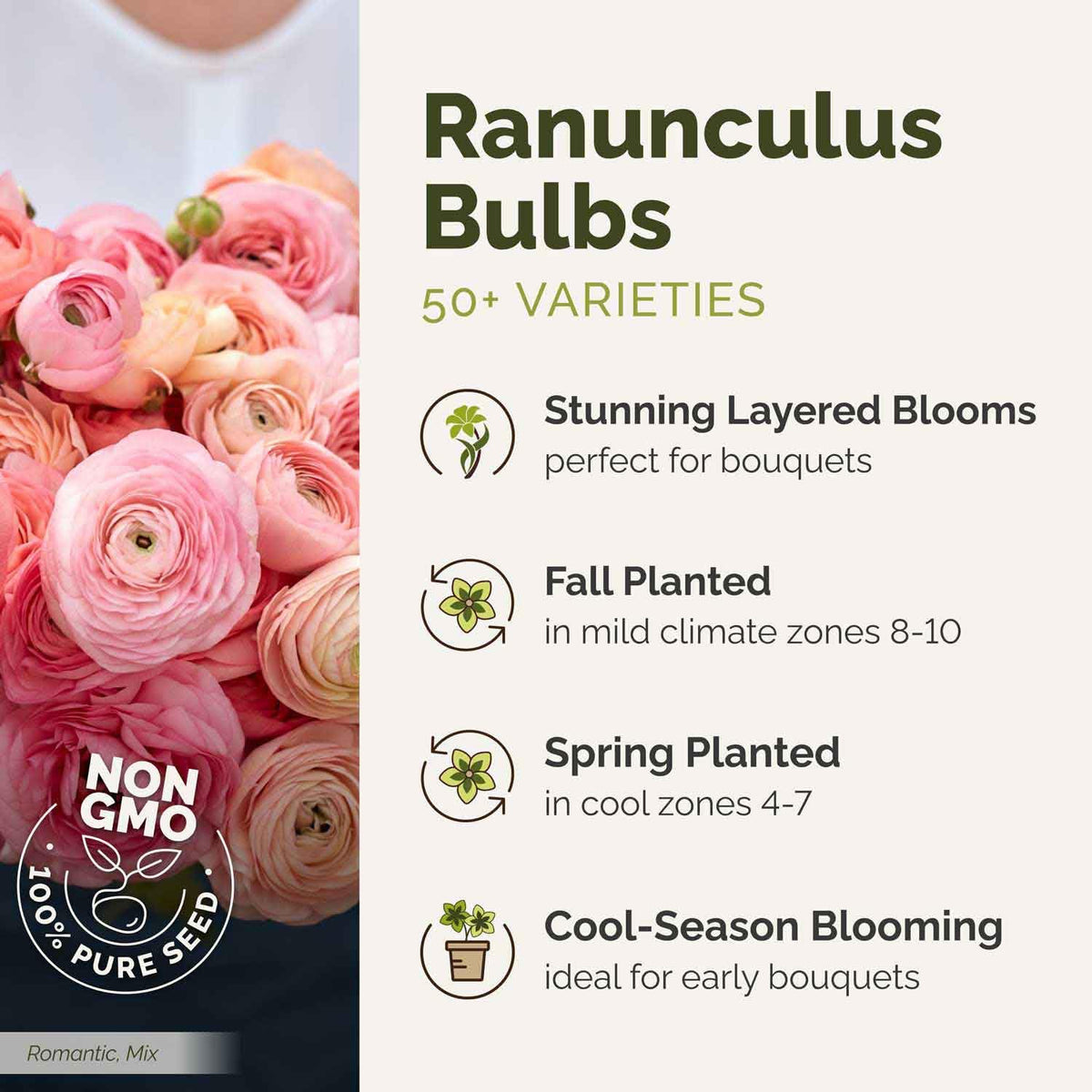 Eden Brothers Ranunculus Bulbs - Lipstick Mix