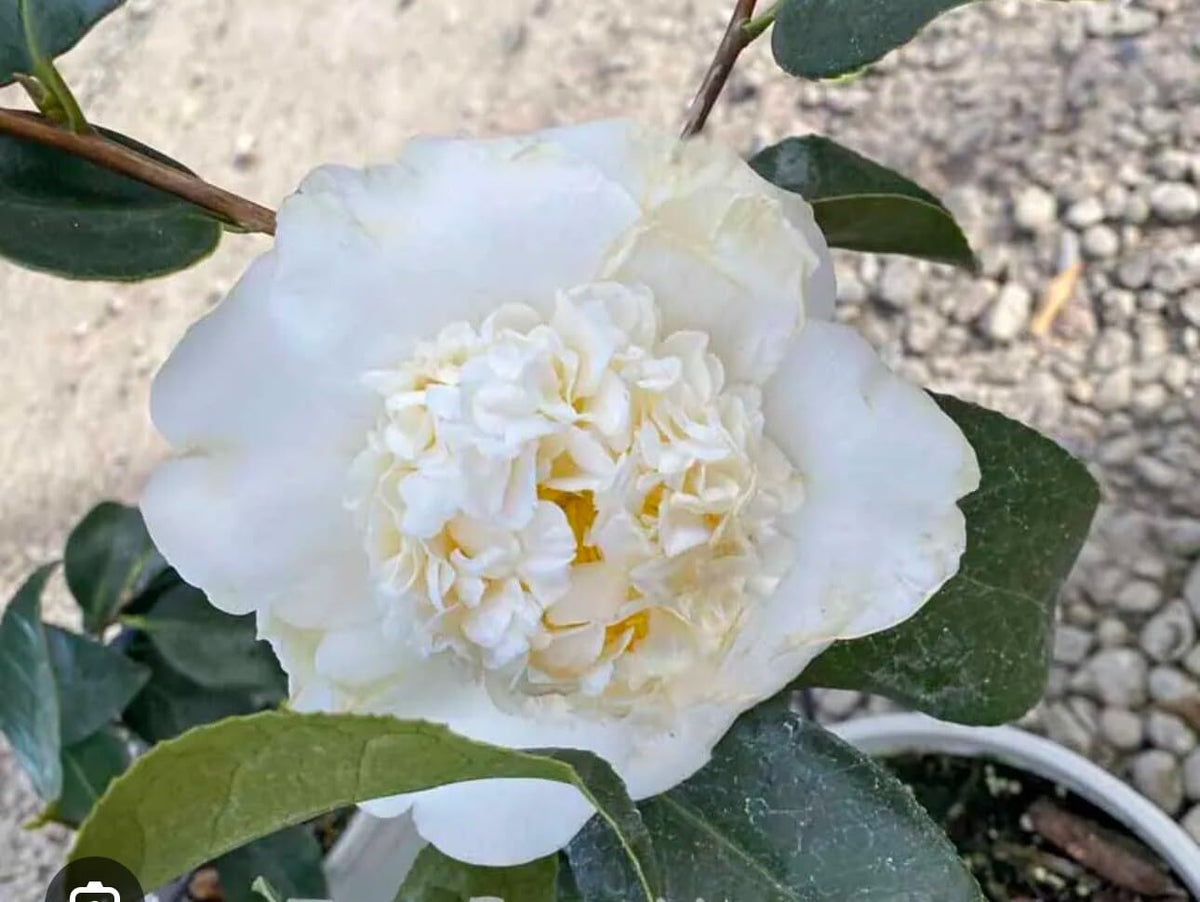 Live Plant - Shiro Chancamellia Japonica-Live Starter Plant