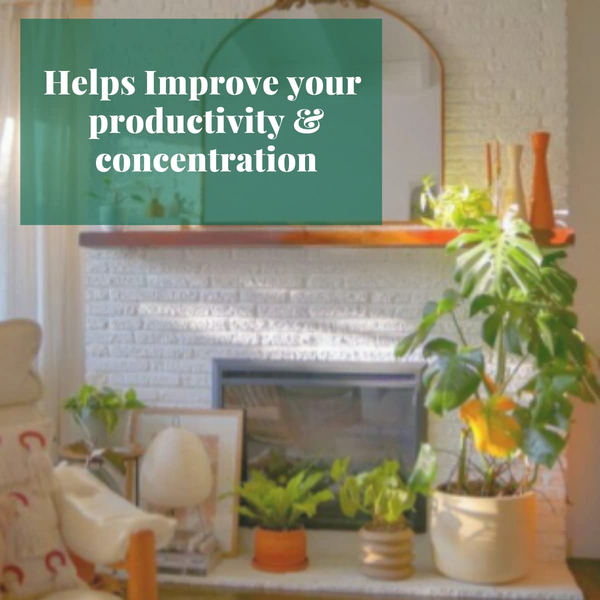House Plant Shop | Calathea 'Beauty Star' - 4" Pot | Live Indoor Plant | Easy to Care | Natural Décor Plant | Great Gifts| Free Care Guide
