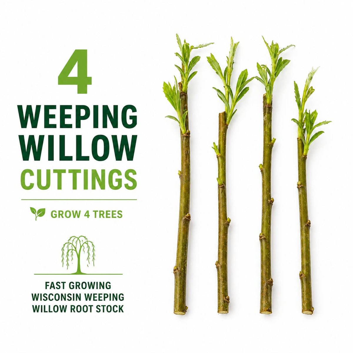 4 Bright Green Weeping Willow Cuttings - Grow 4 Trees - Wisconsin Weeping Willow Root Stock - Fast Growing – Easy to Grow Outdoor Trees – Shade, Privacy Screen, Backyard Landscaping