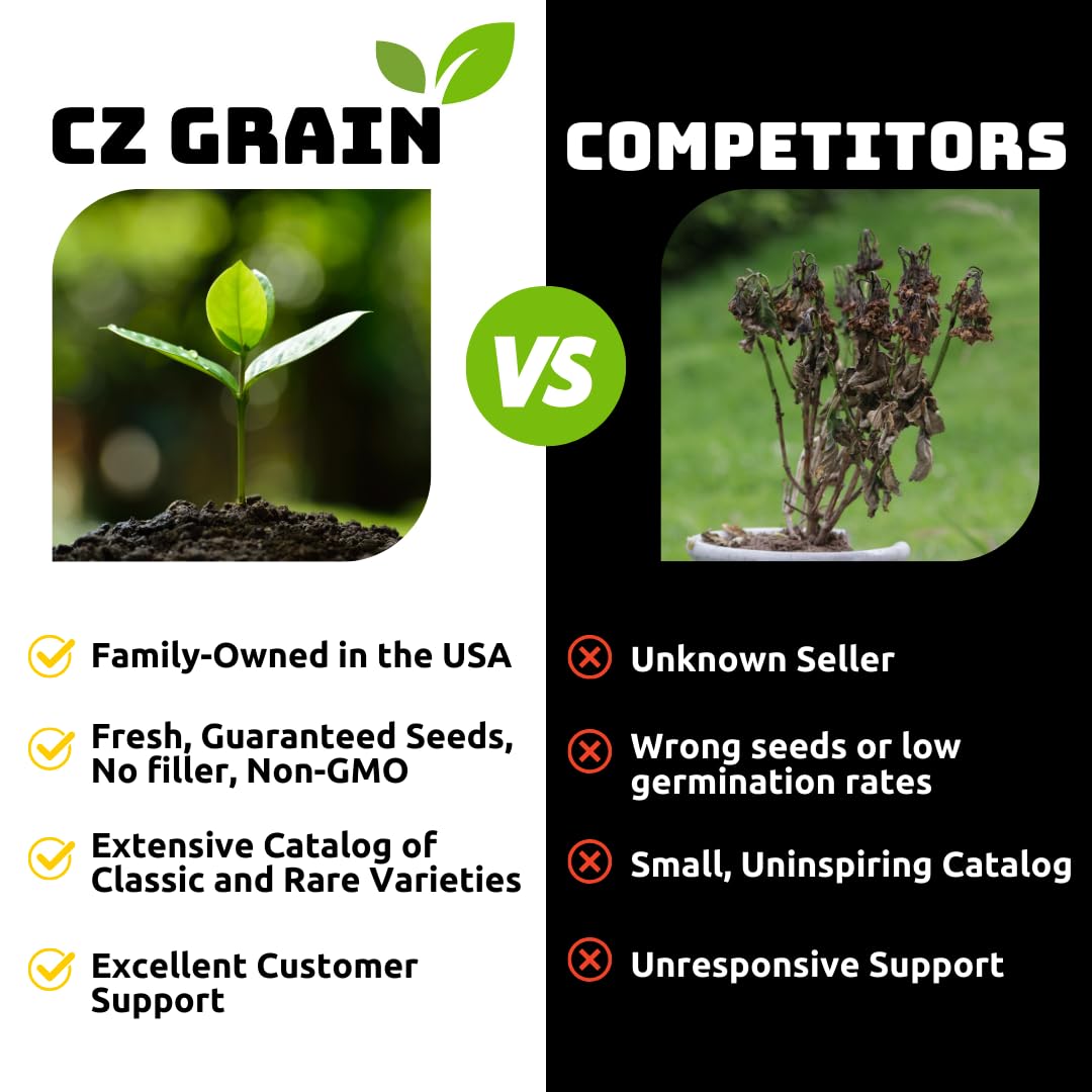 Berrylicious Ozark Beauty Strawberry Plants (10 Plants) – Everbearing Variety for Home Gardens – Grow Your Own Fresh, Sweet Strawberries – Perfect for Strawberry Shortcake
