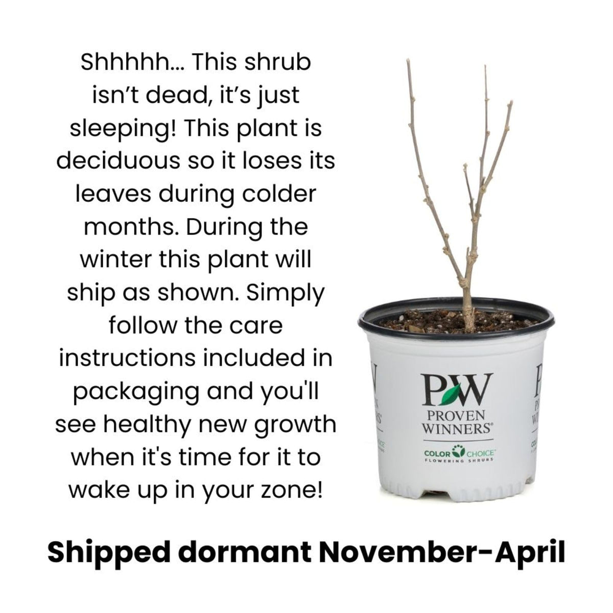 Proven Winners Low Scape Snowfire Aronia (Aronia melanocarpa) Live Plant, 4.5" Qt, 4 Pack