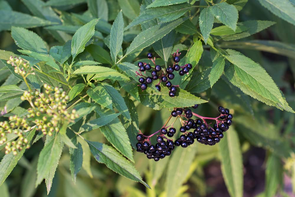 2 Fresh Black Bearing Elderberry Cuttings to Grow - Grow 2 Elderberry Plants